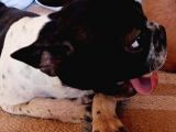 Siyah Beyaz Çok Kompakt French Bulldog Dişi
