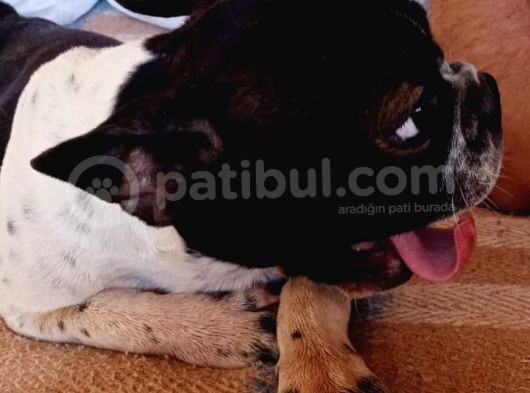 Siyah Beyaz Çok Kompakt French Bulldog Dişi görsel