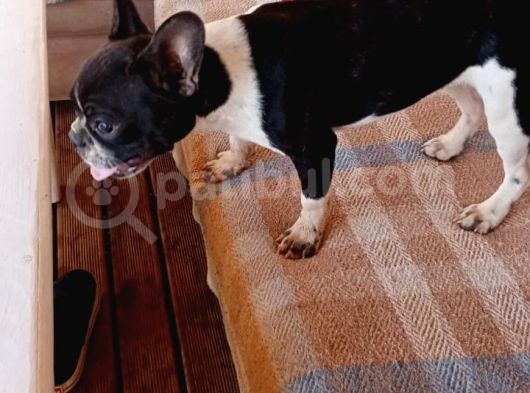 Siyah Beyaz Çok Kompakt French Bulldog Dişi görsel