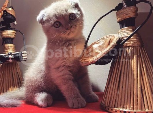 2 Aylık Sağlıklı Yavrularımız görsel