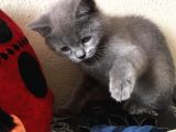 Safkan Sağlıklı British Shorthairler