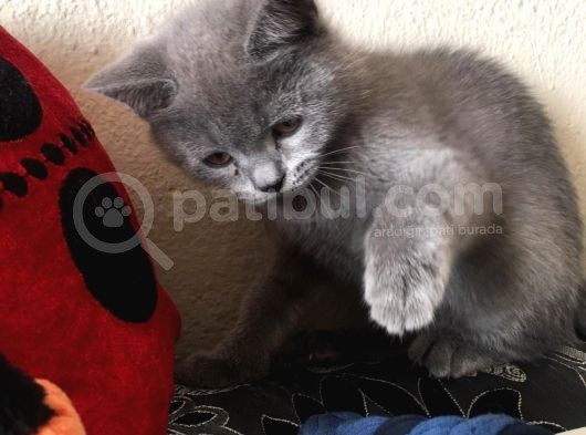 Safkan Sağlıklı British Shorthairler