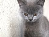 Safkan Sağlıklı British Shorthairler