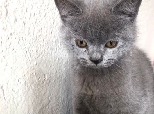 Safkan Sağlıklı British Shorthairler görsel