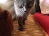 Safkan Sağlıklı British Shorthairler