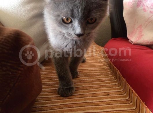 Safkan Sağlıklı British Shorthairler görsel