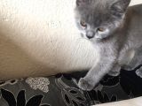 Safkan Sağlıklı British Shorthairler