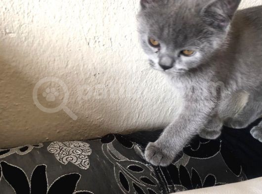 Safkan Sağlıklı British Shorthairler görsel