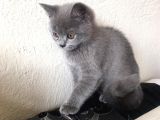 Safkan Sağlıklı British Shorthairler