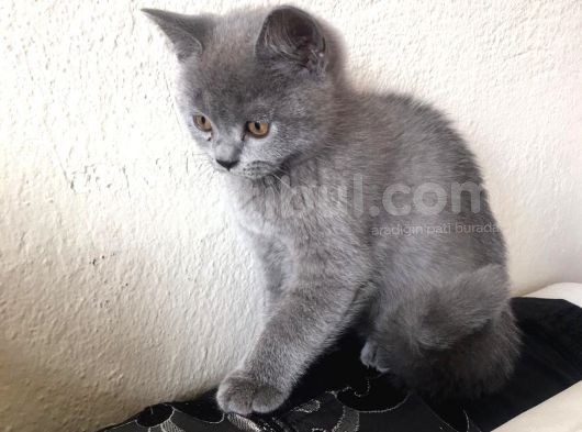 Safkan Sağlıklı British Shorthairler görsel
