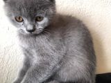 Safkan Sağlıklı British Shorthairler