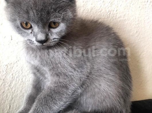 Safkan Sağlıklı British Shorthairler görsel