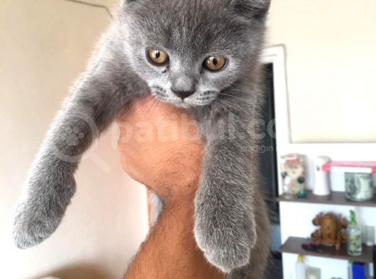 Safkan Sağlıklı British Shorthairler görsel