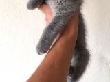 Safkan Sağlıklı British Shorthairler