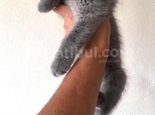 Safkan Sağlıklı British Shorthairler görsel