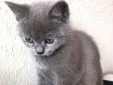 Safkan Sağlıklı British Shorthairler