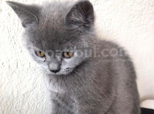 Safkan Sağlıklı British Shorthairler görsel
