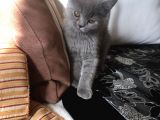 Safkan Sağlıklı British Shorthairler