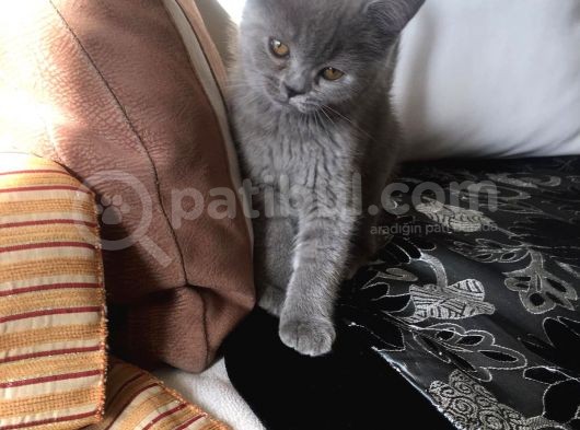 Safkan Sağlıklı British Shorthairler görsel