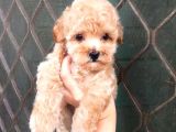 Sevi̇mli̇ Poodle Yavruları