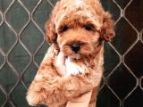 Sevi̇mli̇ Poodle Yavruları