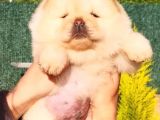Chow Chow Yavruları