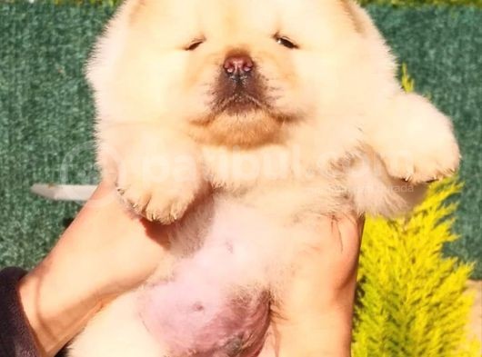 Chow Chow Yavruları görsel