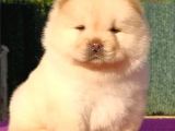 Chow Chow Yavruları