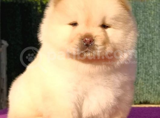 Chow Chow Yavruları görsel