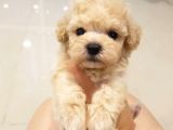 Sevi̇mli̇ Poodle Yavruları