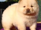 Chow Chow Yavruları