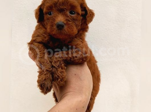 Sevi̇mli̇ Poodle Yavruları görsel