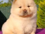 Chow Chow Yavruları