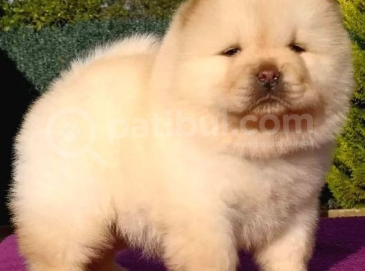 Chow Chow Yavruları
