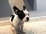 65 Günlük French Bulldog Yavrusu A++Plus Kalite
