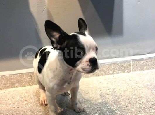 65 Günlük French Bulldog Yavrusu A++Plus Kalite görsel
