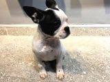 65 Günlük French Bulldog Yavrusu A++Plus Kalite
