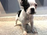 65 Günlük French Bulldog Yavrusu A++Plus Kalite