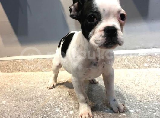 65 Günlük French Bulldog Yavrusu A++Plus Kalite görsel