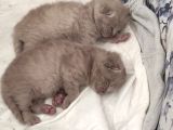 Yavru Dişi Veya Erkek British Shorthair