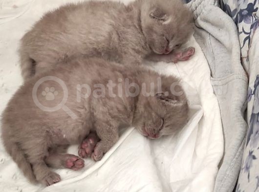Yavru Dişi Veya Erkek British Shorthair