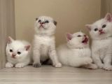 Beyaz British Shorthair