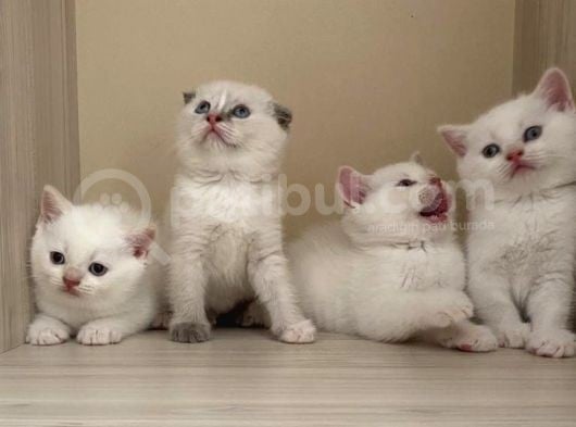 Beyaz British Shorthair görsel