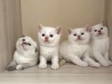 Beyaz British Shorthair