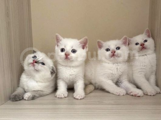 Beyaz British Shorthair görsel