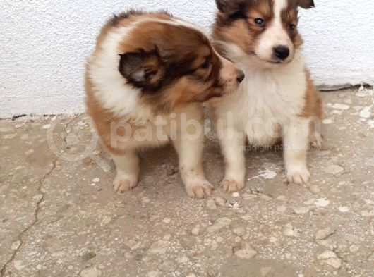 Rough Colli̇e Yavruları görsel