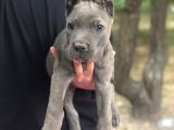 Cane Corso