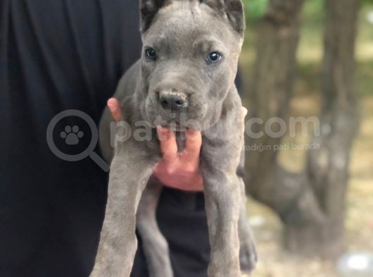 Cane Corso görsel