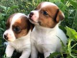 Jack Russel
