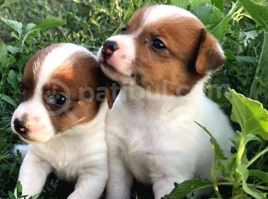 Jack Russel görsel